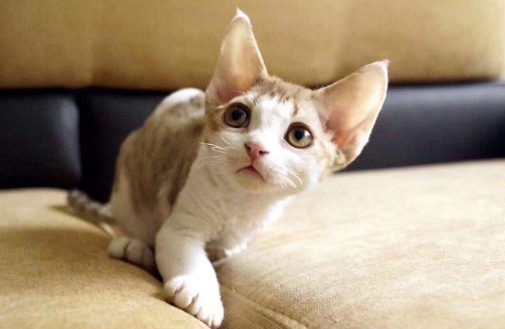 猫中小天使——德文卷毛猫|卷毛猫|德文|猫_新浪新闻