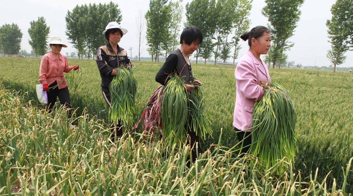 抽蒜薹太累人大蒜不抽蒜薹会如何