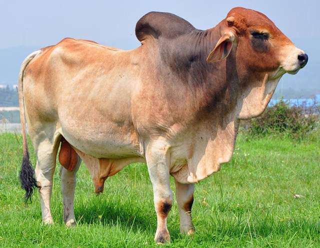 长着羊耳牛蹄像狗又像牛什么动物网友新物种波尔山牛