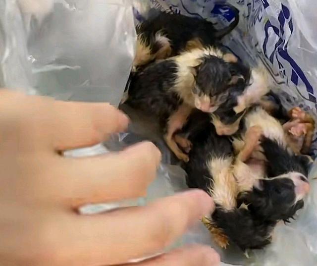 6只小猫被装在塑料袋中被弃，被救后逢人就大叫：我们的妈妈呢？休闲区蓝鸢梦想 - Www.slyday.coM