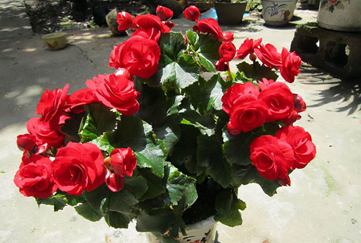 丽格海棠特娇气做好这5点枝繁叶茂开花多越养越旺