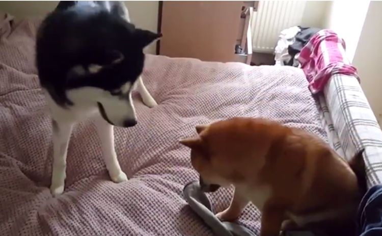 二哈和柴犬床上打架,摩掌擦拳杀气十足,二哈表现刷新旧念!__财经头条
