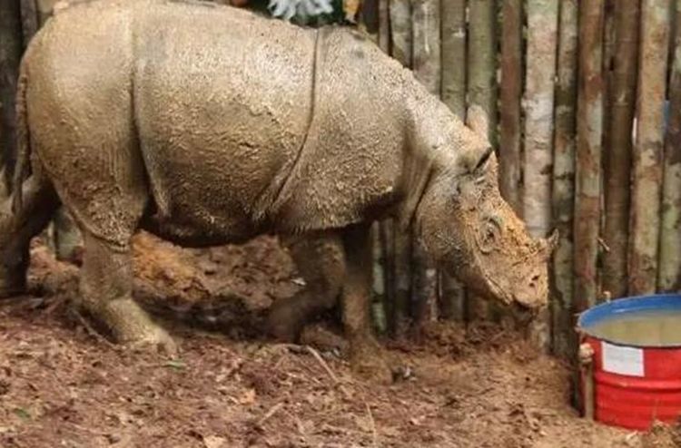 犀牛被困后哀叫求救众村民顺着声音寻去场景让人顿时心痛