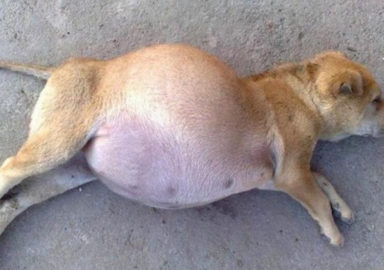 流浪狗肚子圆圆趴在地上女子以为怀孕了带去医院却傻了