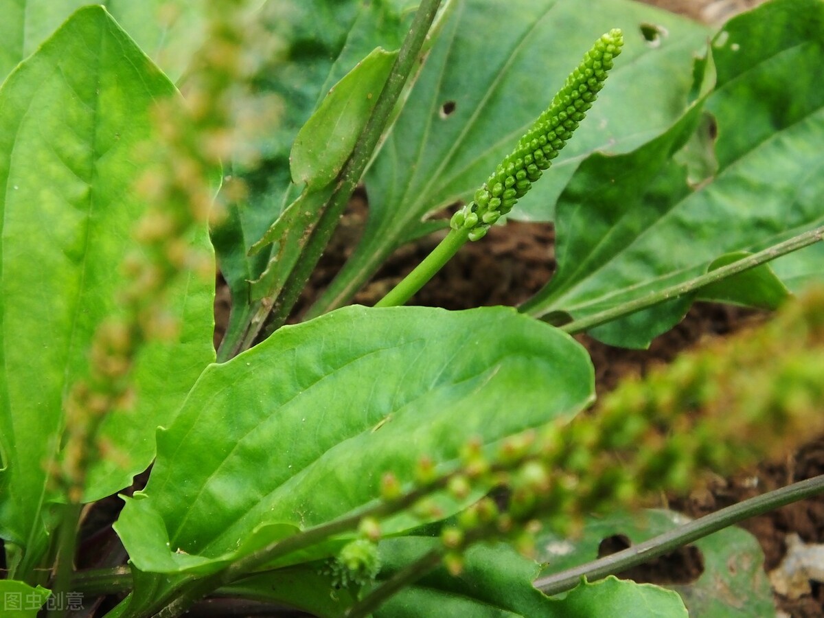 农村随处可见的车前草没想到有人靠它赚钱卖20元一斤