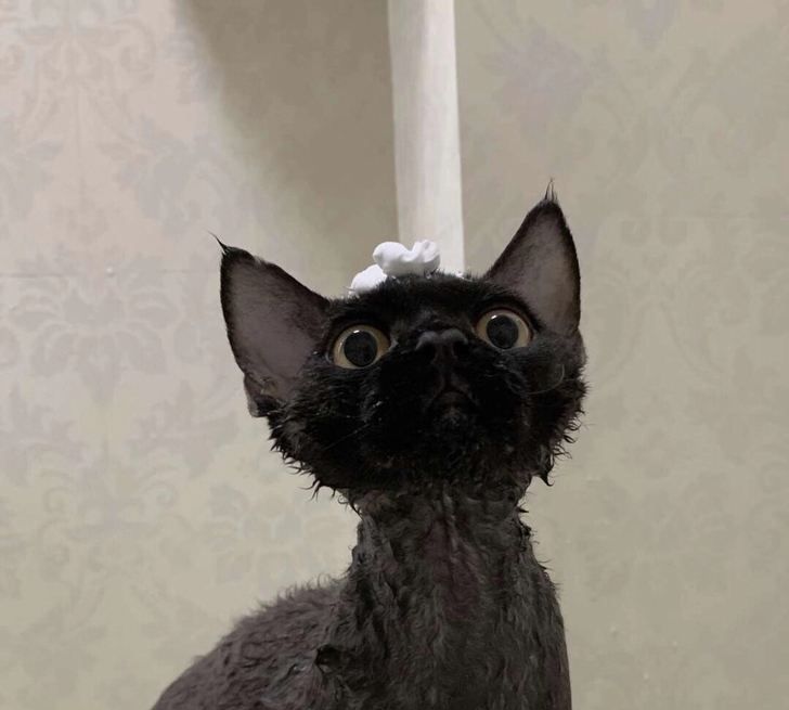 猫中小天使——德文卷毛猫