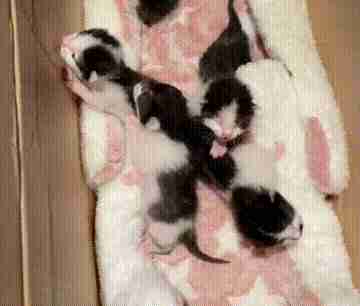 6只小猫被装在塑料袋中被弃，被救后逢人就大叫：我们的妈妈呢？休闲区蓝鸢梦想 - Www.slyday.coM