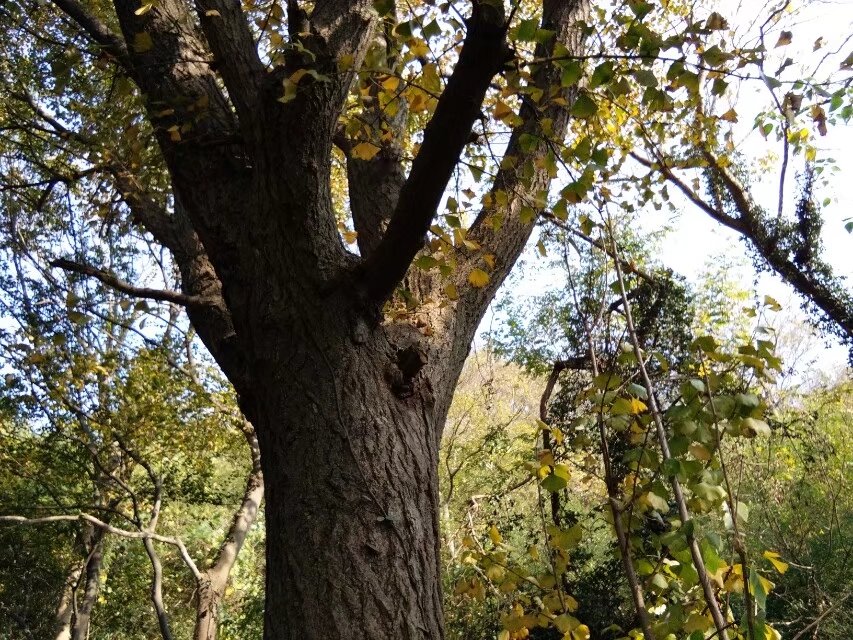 故事:二流子去偷供品,意外发现寺庙里的地洞里,有六个年轻女子休闲区蓝鸢梦想 - Www.slyday.coM 故事:二流子去偷供品,意外发现寺庙里的地洞里,有六个年轻女子休闲区蓝鸢梦想 - Www.slyday.coM
