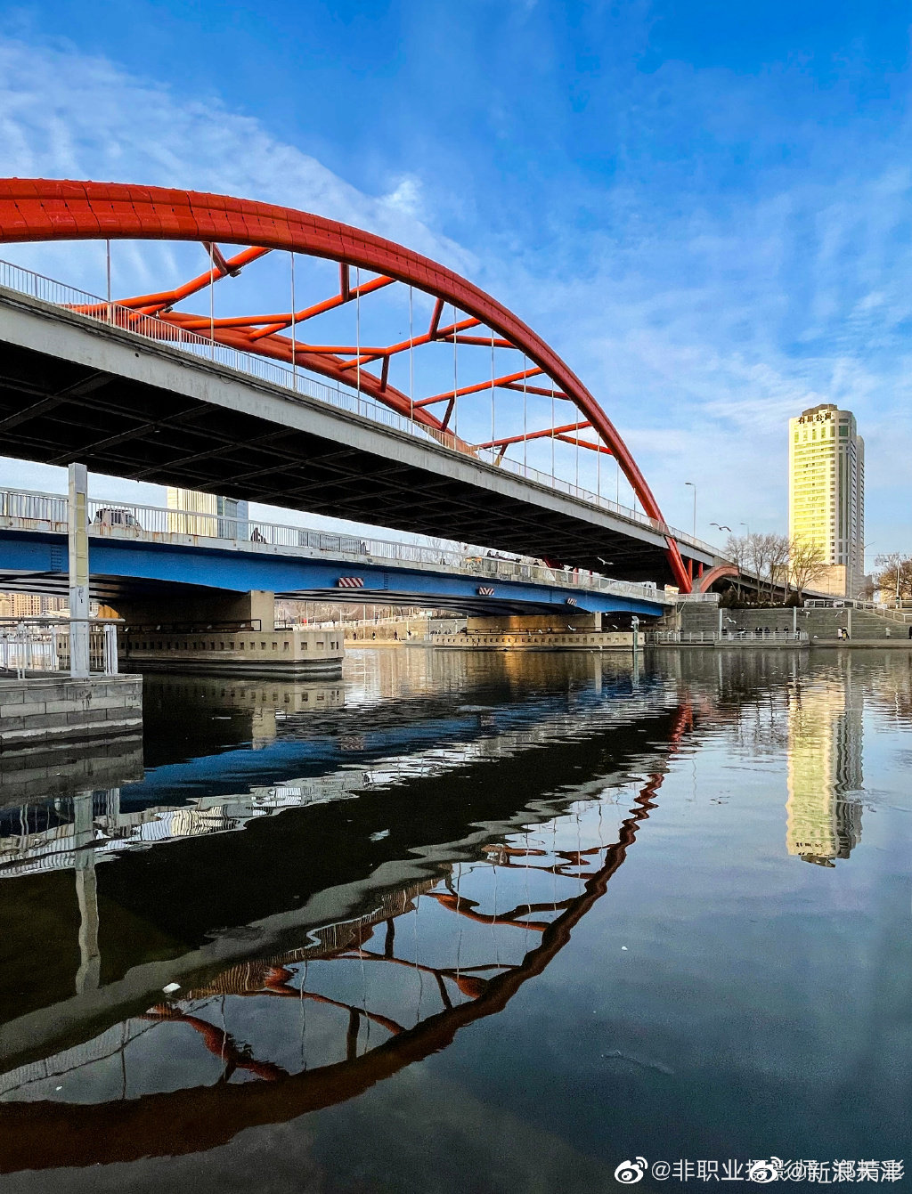 大天津金刚桥海鸥成群结队哦
