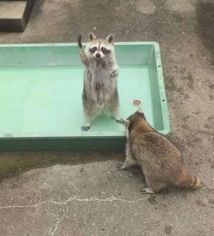 动物园浣熊举手要吃的举了半天都没要到随后让人萌化了