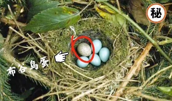 为什么说布谷鸟很残忍