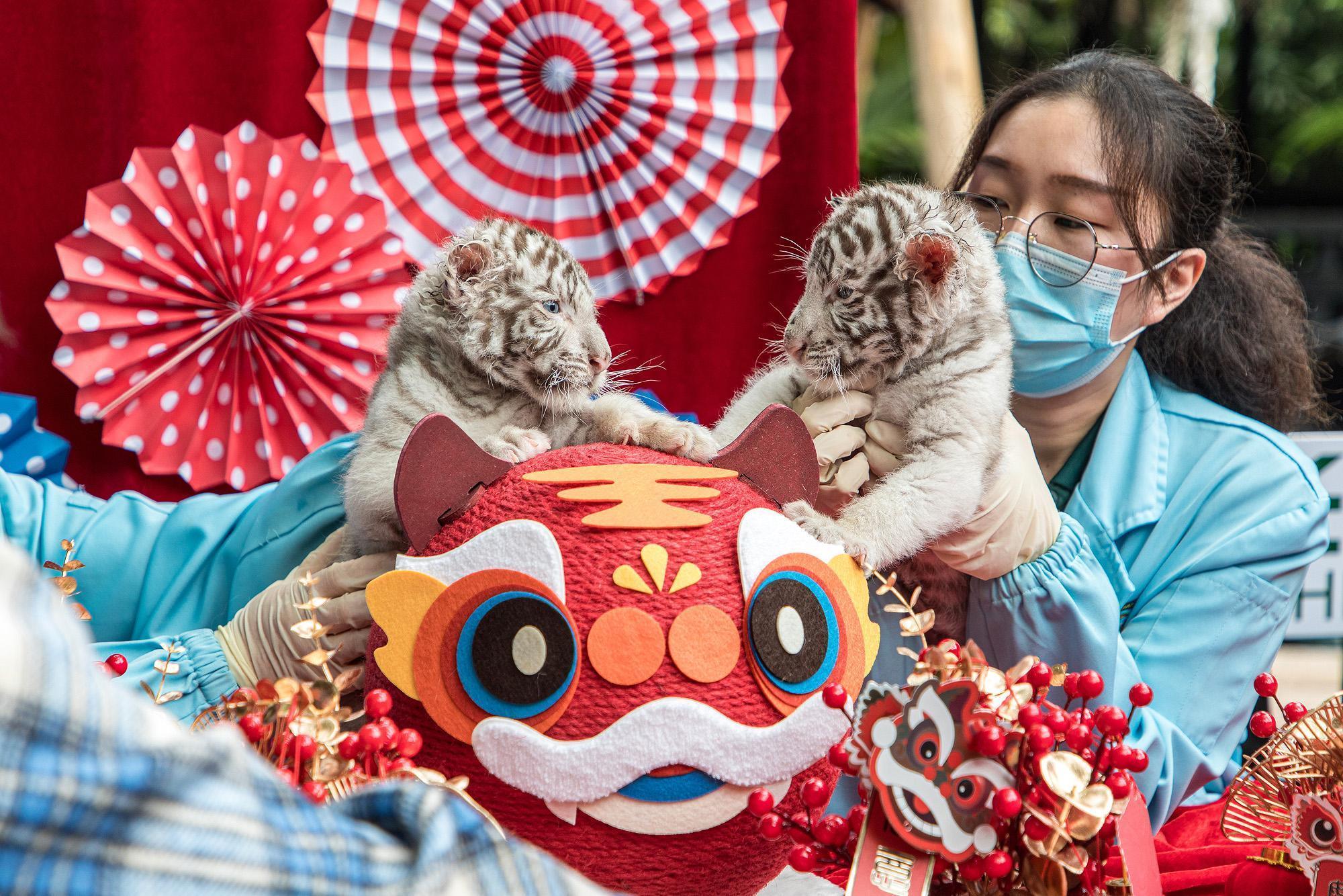 新生萌白虎兄妹首秀出道，“外来媳妇本地郎”主演组团力推休闲区蓝鸢梦想 - Www.slyday.coM