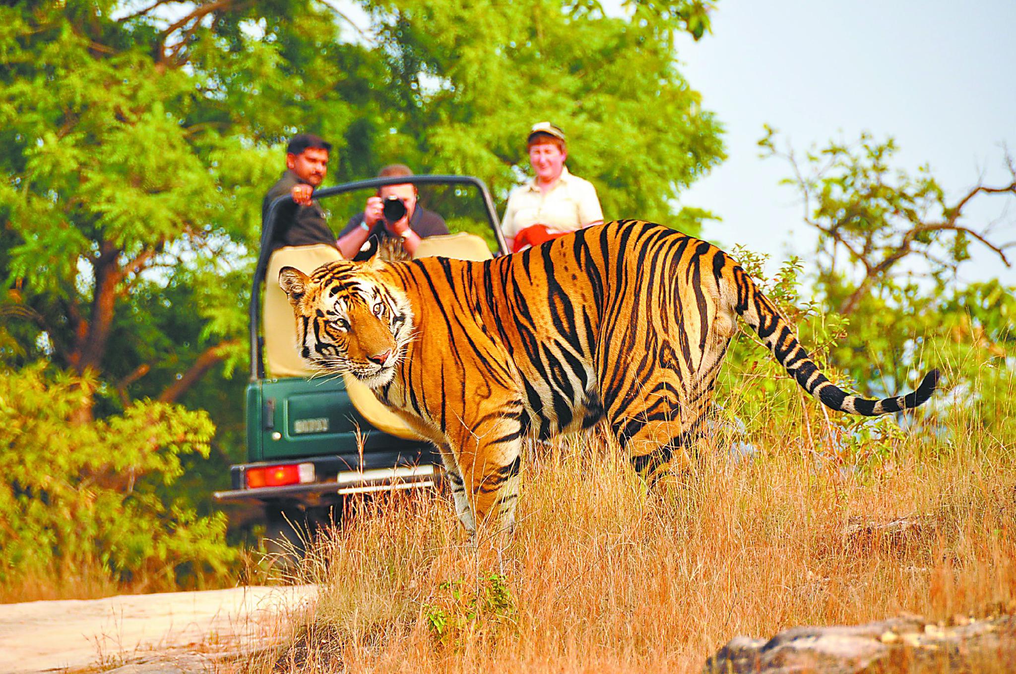 对国兽老虎印度人心态复杂