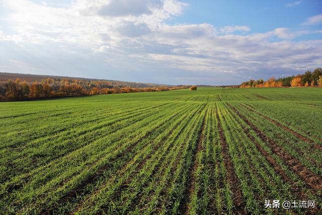 张林磊：黑莉辞职美元急跌，黄金再陷震荡形势