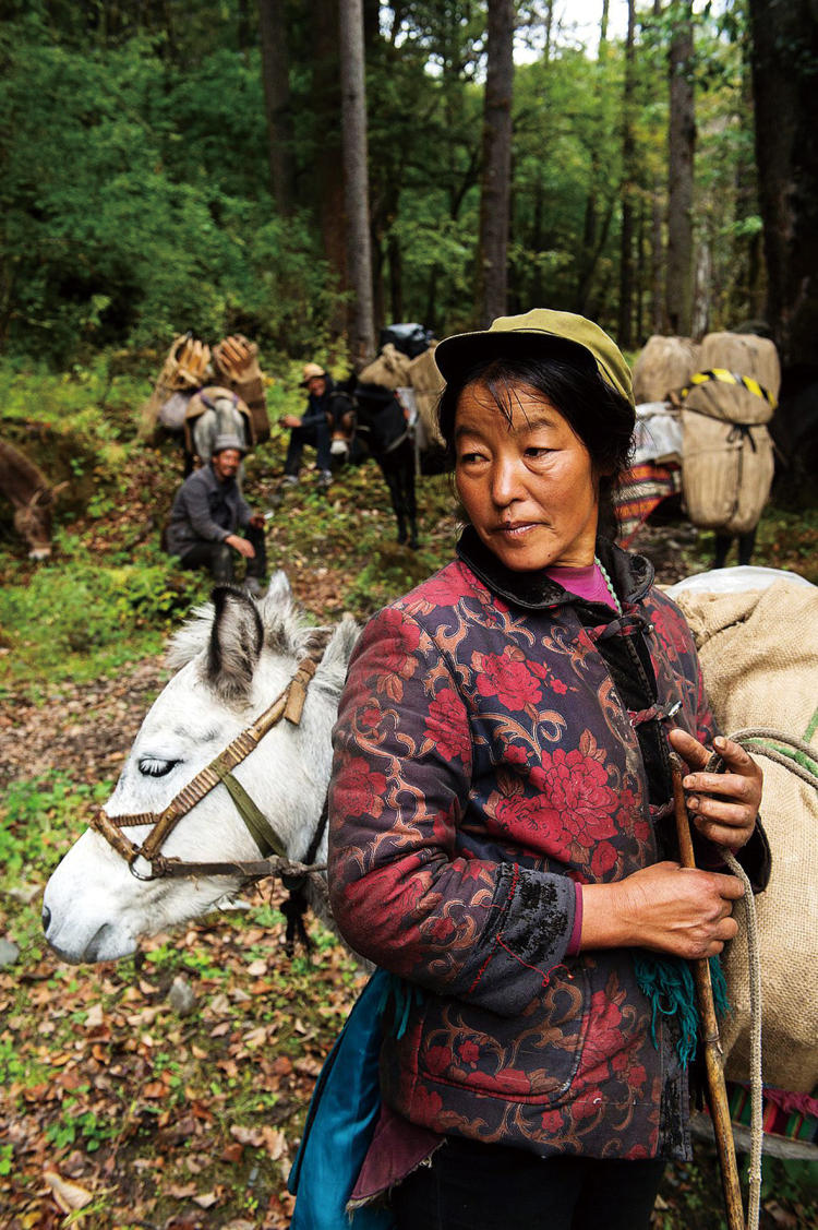 香格里拉马帮的复兴|香格里拉|茶马古道|云南省_新浪新闻