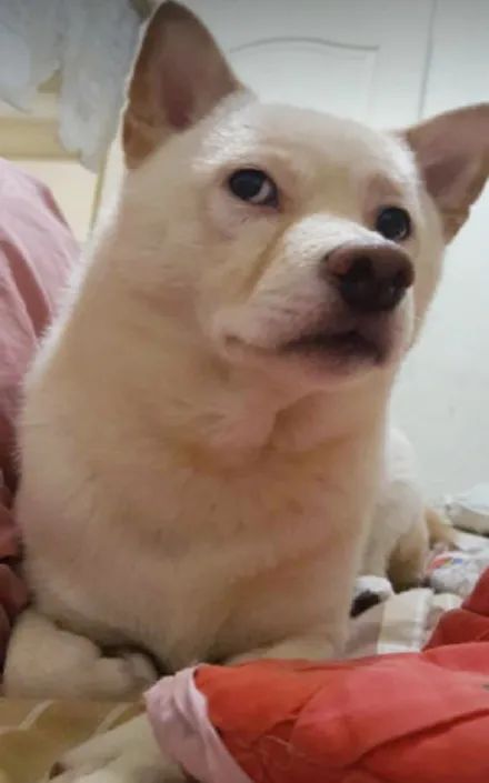 然后回来太晚让它等很久直接就生气了坐在沙发上碎碎唸,还斜眼看着