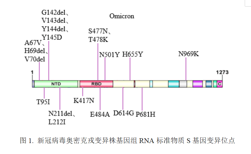 新冠病毒奥密克戎变异株基因组rna标准物质s基因的序列中单核苷酸变异