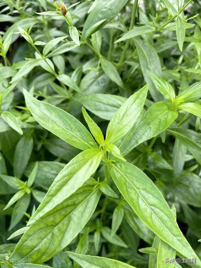 穿心莲种植(穿心莲的种植方法和养护)