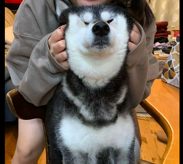 主人把雪橇犬抱住了,然后把它的脸捏成了表情包,它却没任何反应|雪橇