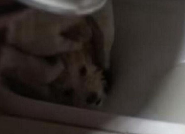 厕所洞里有双眼睛，女子吓得浑身发毛，查出真相后笑喷了休闲区蓝鸢梦想 - Www.slyday.coM