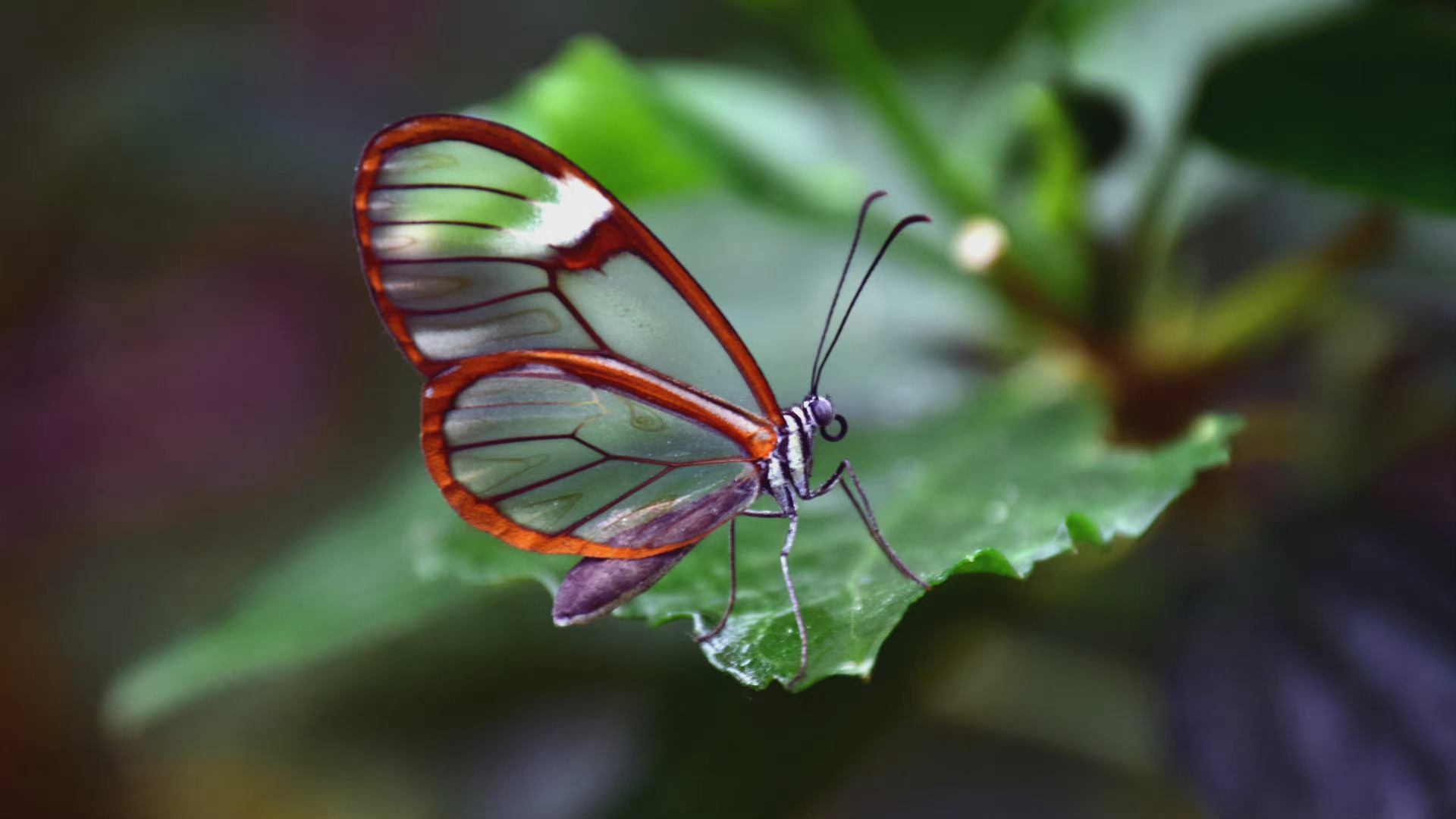 宽纹黑脉绡蝶(greta oto),它的翅膀是透明的