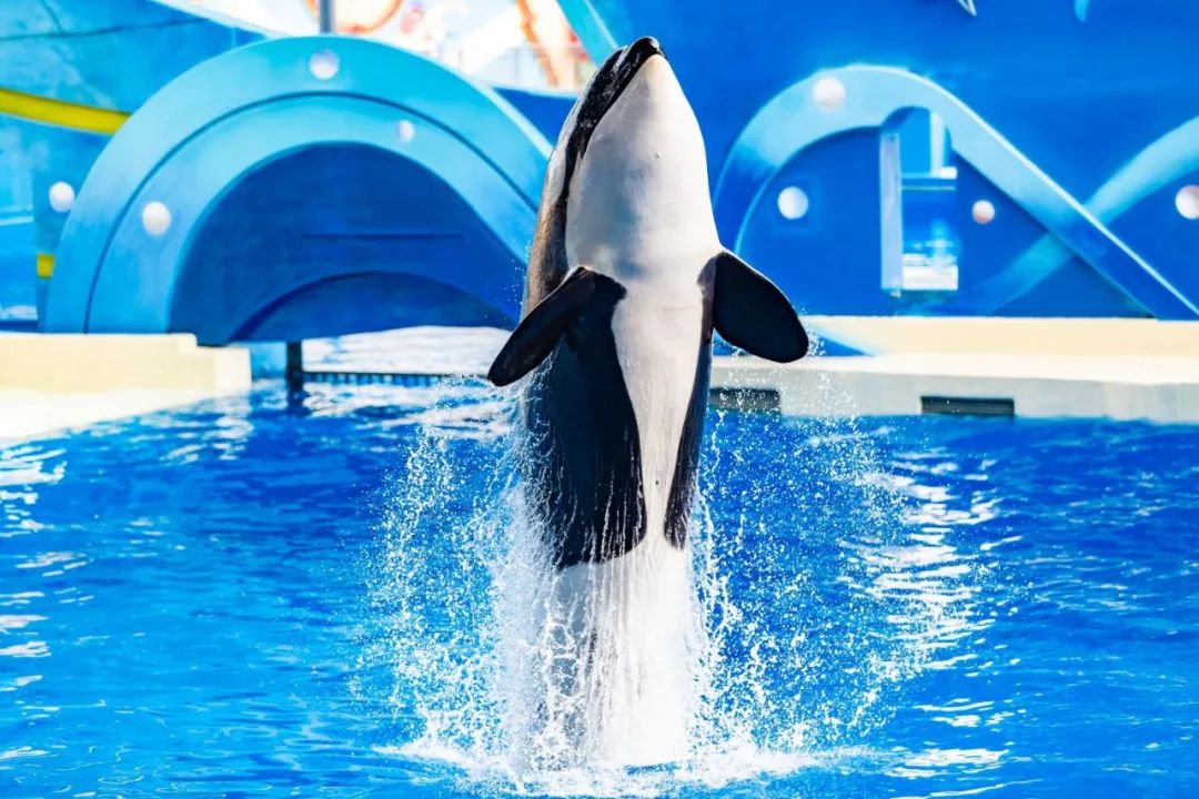 全球首个仿生鲸鲨震撼亮相上海海昌海洋公园