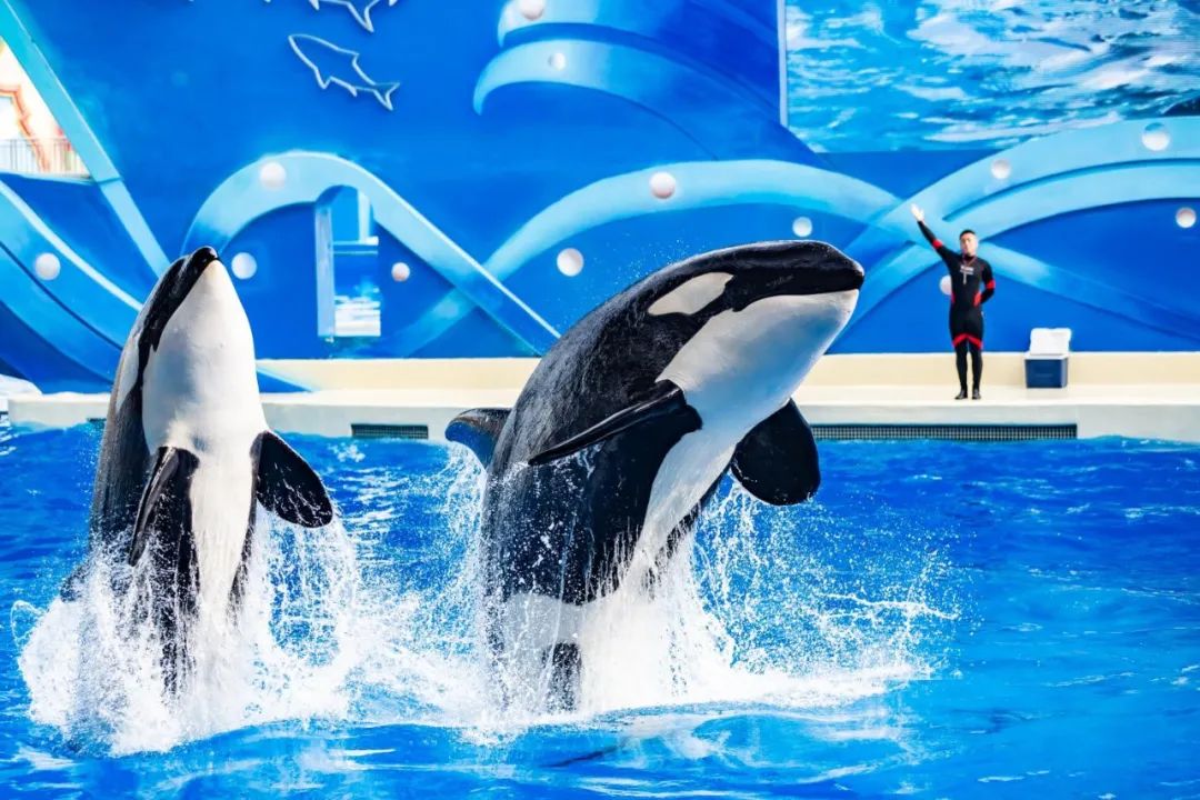 全球首个仿生鲸鲨震撼亮相上海海昌海洋公园