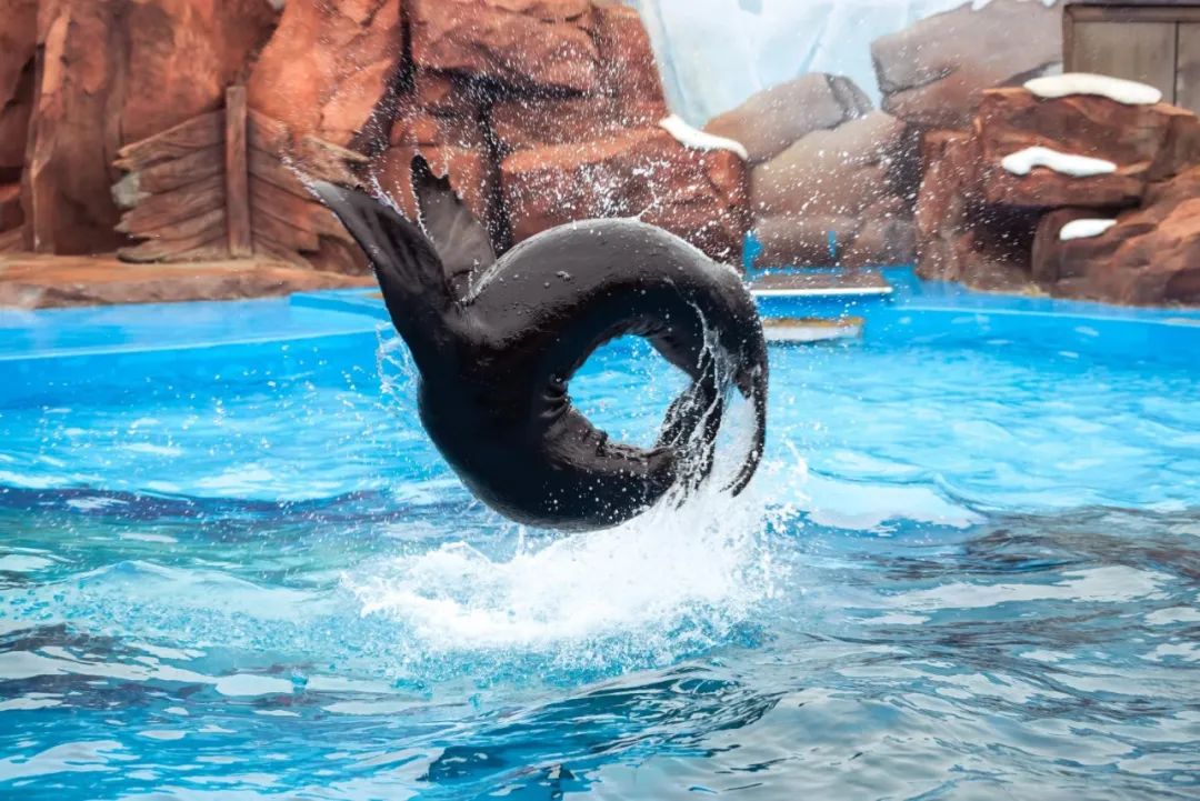 全球首个仿生鲸鲨震撼亮相上海海昌海洋公园