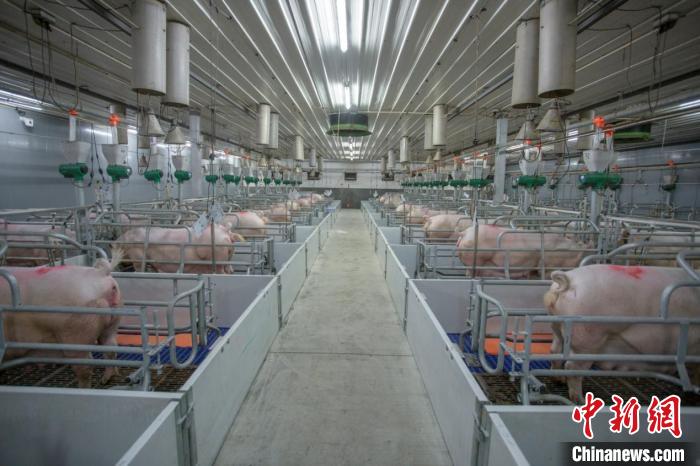 湖南东安智能化赋能推生猪产业转型升级