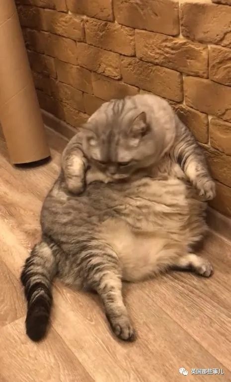 猫咪胖成圆球,网友质疑铲屎官:故意喂这么肥博关注?