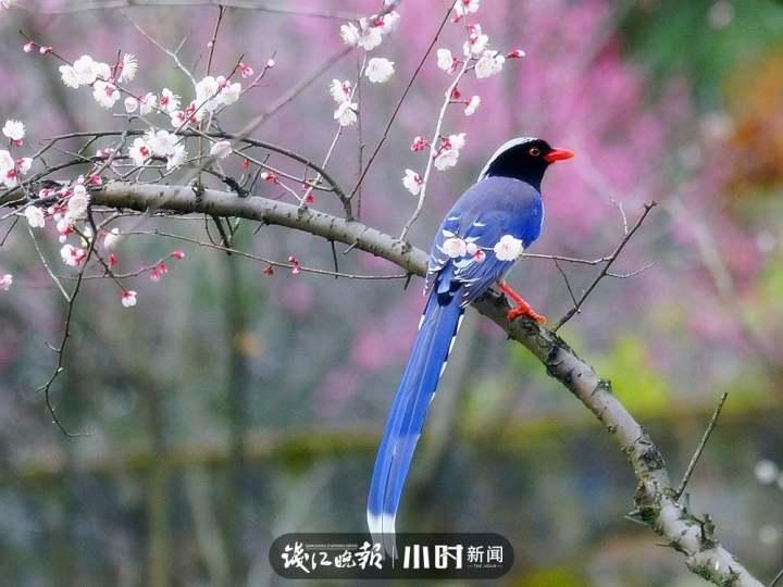 辰曲16:喜上眉梢,一只红嘴蓝鹊立于梅花枝头.