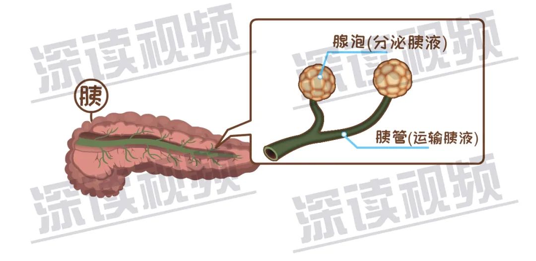胰腺为啥发炎致死腹痛背后真相是啥胰腺炎发病机制动漫版