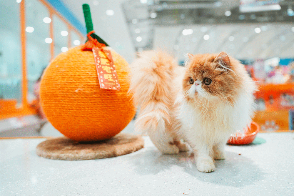 钦州推荐几个发片的QQ