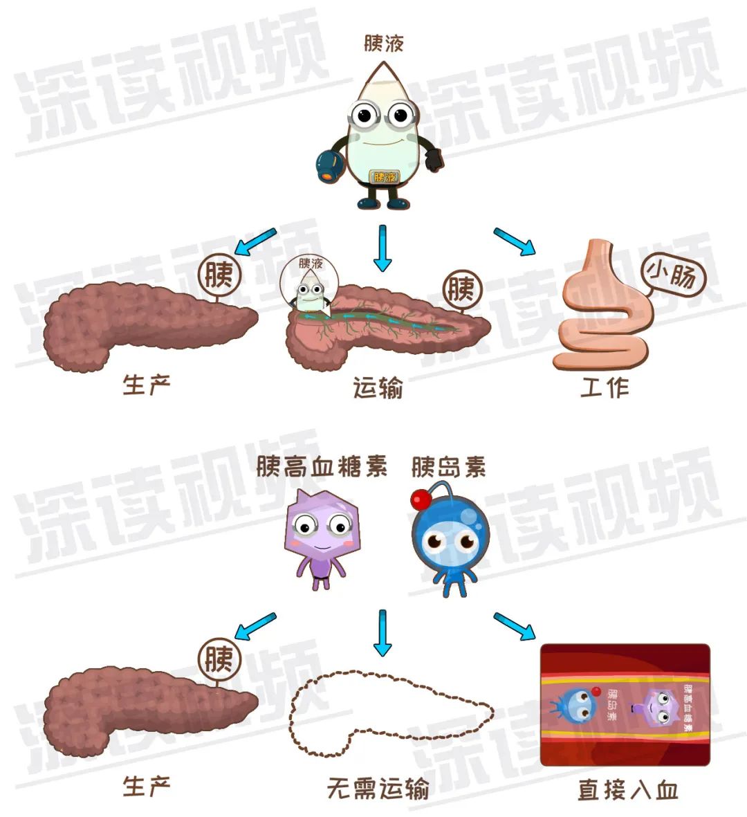 胰腺为啥发炎?致死腹痛背后真相是啥?胰腺炎发病机制动漫版!