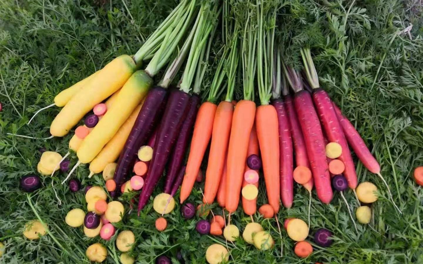 华东地区适合种植的萝卜品种，红皮四季萝卜、上海小红萝卜等等_肉质