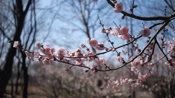 梅花也是梅州的市花。