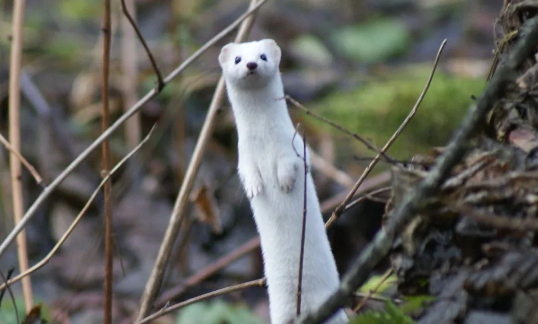 黄鼠狼真的会给鸡拜年吗黄鼠狼冤枉啊我不吃鸡