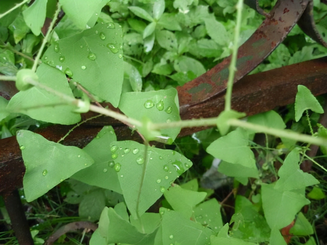 那个时候农村里啥都没有,能玩的就是野外的植物