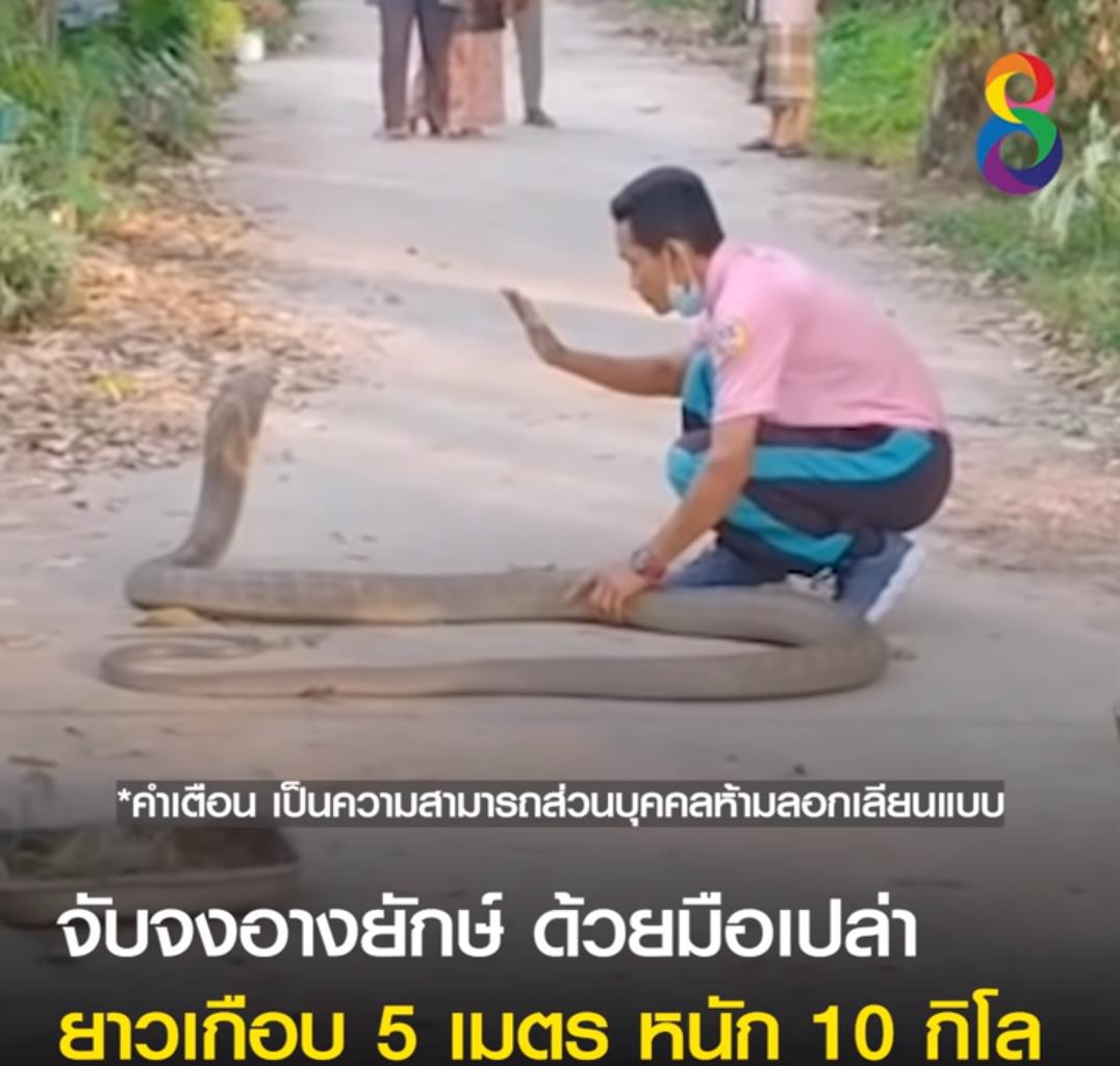 泰国巨型眼镜王蛇四处寻仇配偶被村民杀死它真会报复人类吗