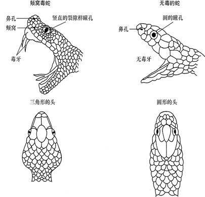 这主要是因为,银环蛇毒性虽高,但它的体型较小,成年个体只有1米-1.