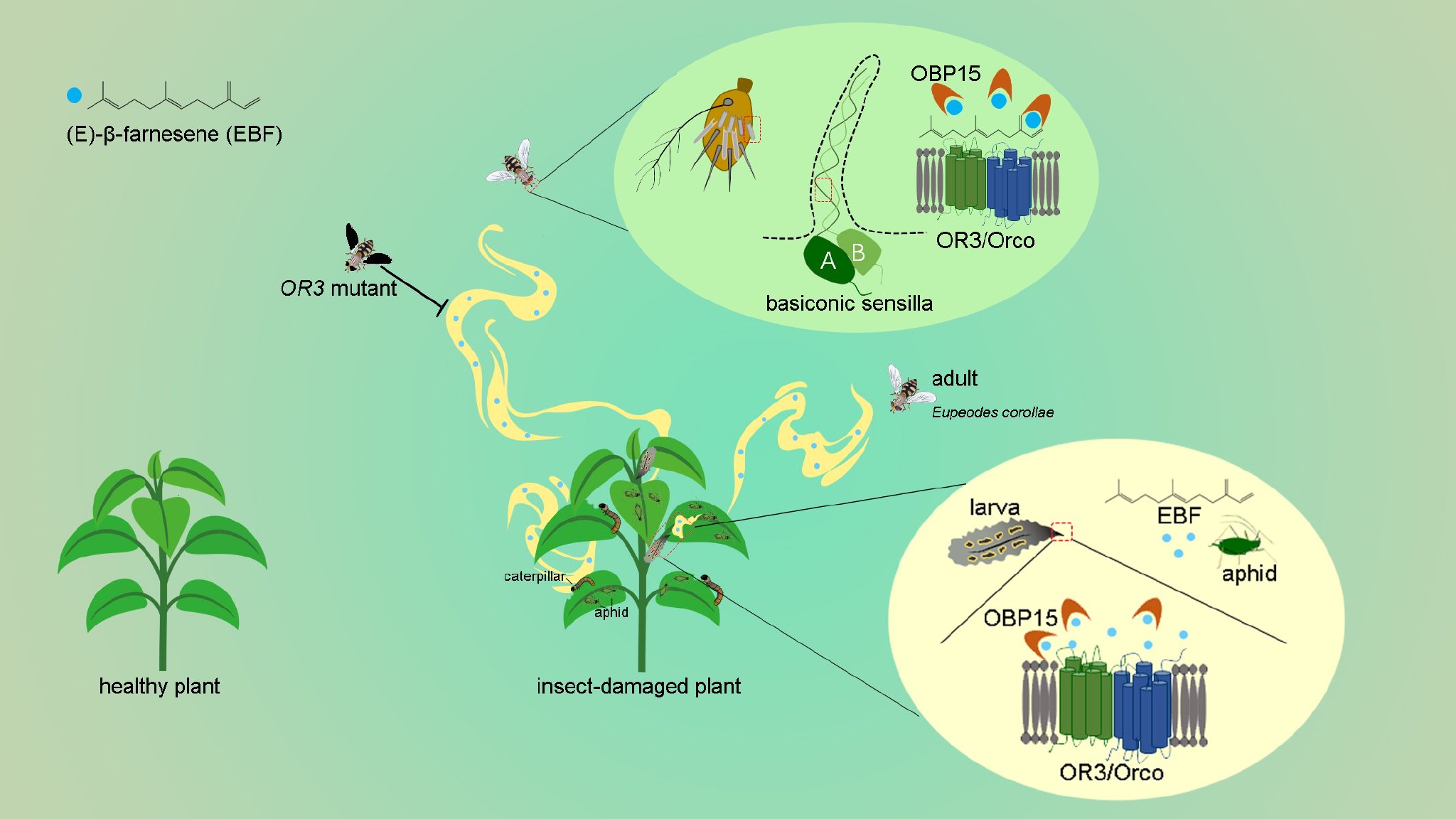 昆虫信息素介导的大灰优蚜蝇定位蚜虫的分子机制.