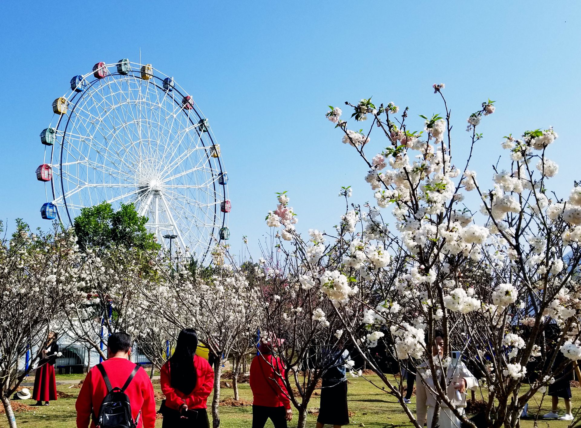 留深过年好去处观澜湖第六届樱花含苞待放