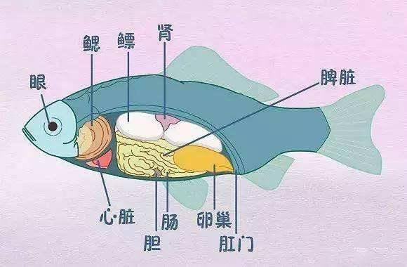 老人为降火吞3颗鱼苦胆致中毒