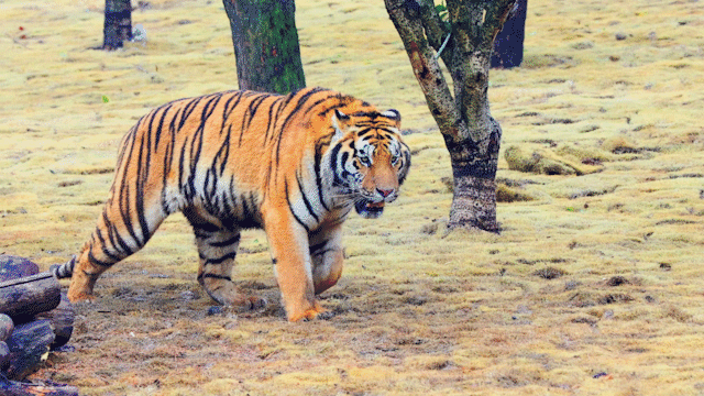 福利预告南京看虎攻略东北猛虎和东汉萌虎均已上岗让你新年虎气冲天