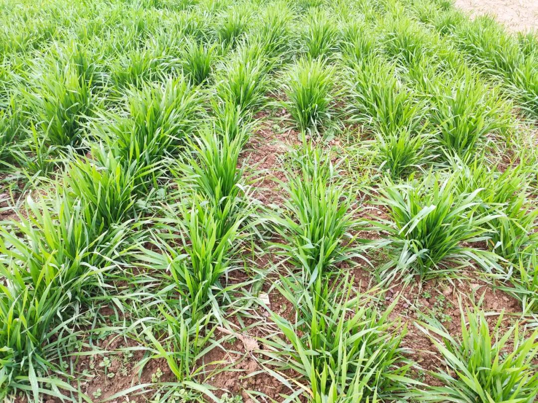 小麦返青肥,年前施和年后施哪个更好?|小麦_新浪新闻