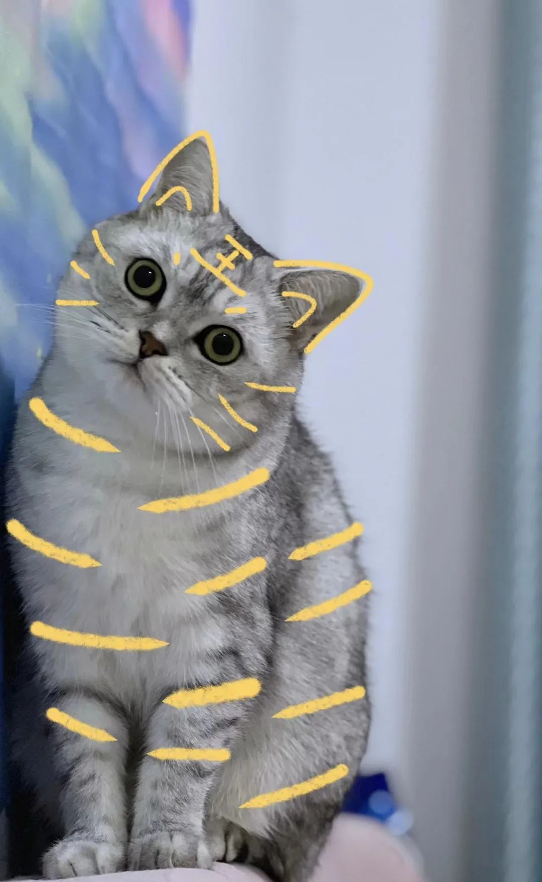 医用气垫圈怎么使用虎年营销，全靠猫_https://www.jmylbn.com_新闻资讯_第12张