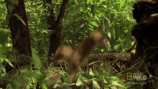 兔子：看傻了，命也没了。| youtube-Nat Geo WILD