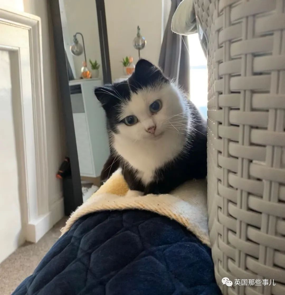 妹子收养一只奶牛猫 连帽衫 单边眼线 猫猫邪魅又可爱 奶牛猫 铲屎官 猫 新浪新闻