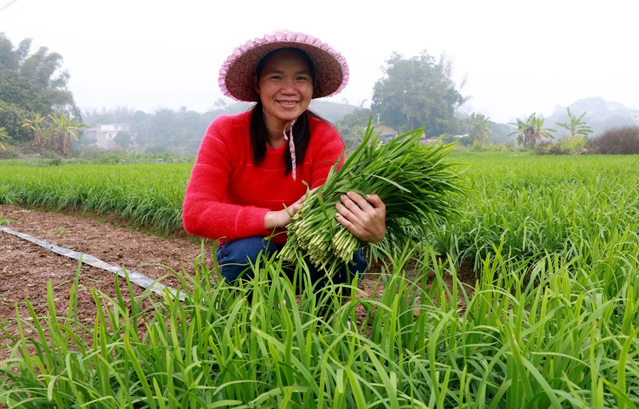 新春走基层|邕宁区:特色韭菜促增收 农民日子更红火