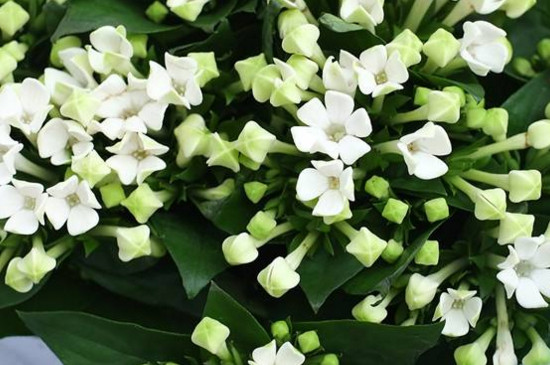 寒丁子花的养护方法 财经头条